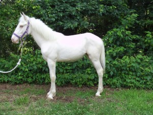 White draft horse for sale