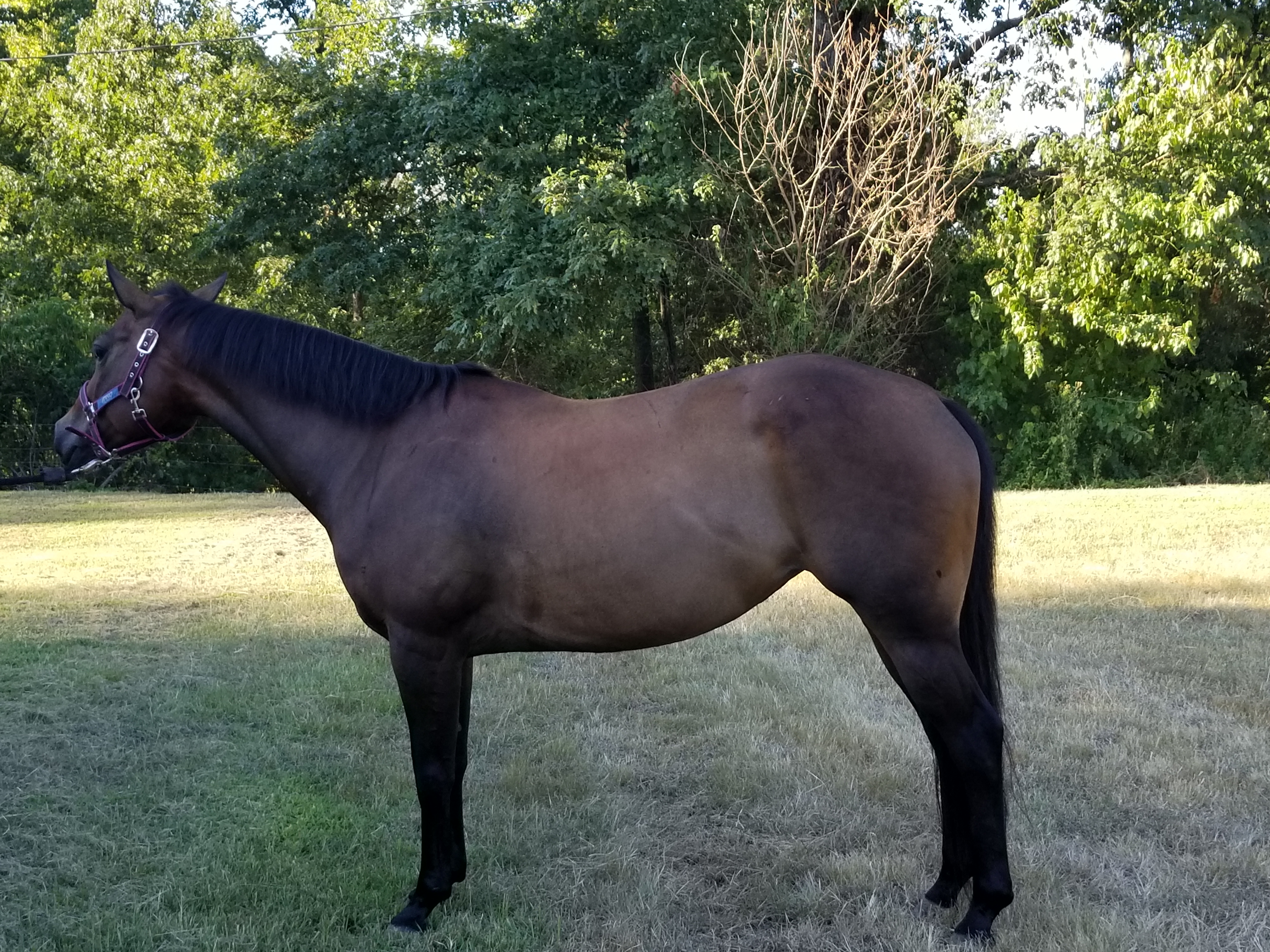 horses & tack for sale
